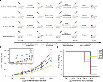 Adjunctive Probiotic Lactobacillus rhamnosus Probio-M9 Administration Enhances the Effect of Anti-PD-1 Antitumor Therapy via Restoring Antibiotic-Disrupted Gut Microbiota